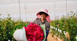 千億向新，拼多多的增長新路徑